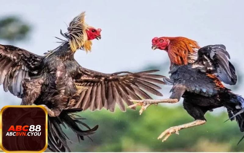 Lý do đá gà cựa sắt trở thành hình thức thi đấu được yêu thích nhất